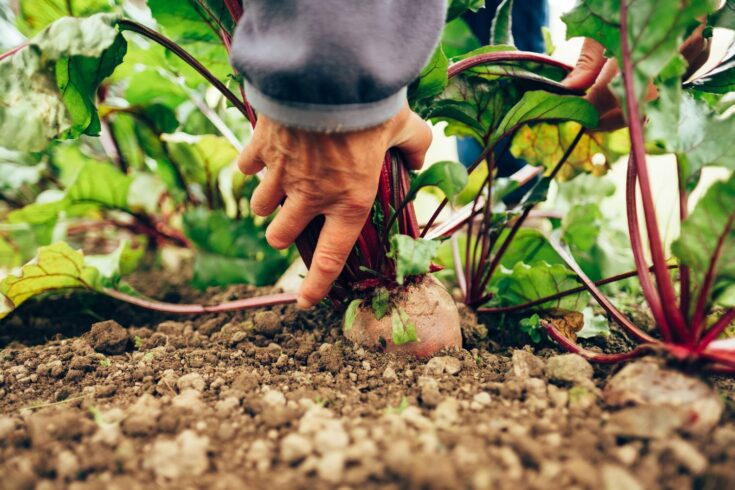 Beetroot being harvested.